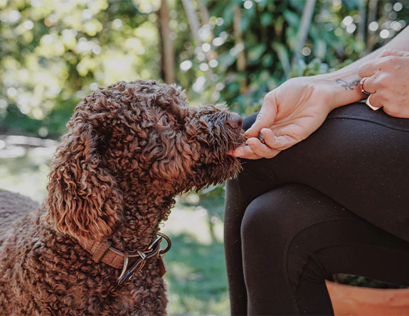 A brown curly-coated dog sniffing a person’s hand, symbolizing trust and care during the transition to Eureka pet food.