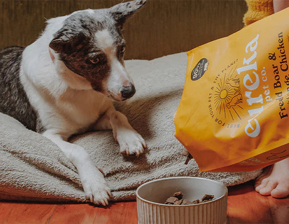 Dog eyeing a bowl and a tipped Eureka dog food bag, relevant to 'Top Ingredients to Avoid in Dog Food' article.