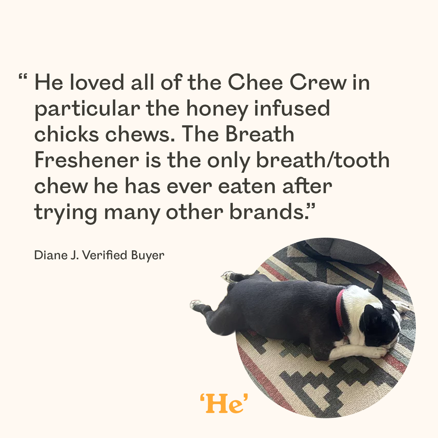 Black and white Boston Terrier featured in verified buyer review praising Eureka Chew Crew bundle including honey infused chicken chews and the only dog breath freshener chew he has ever accepted after trying many brands