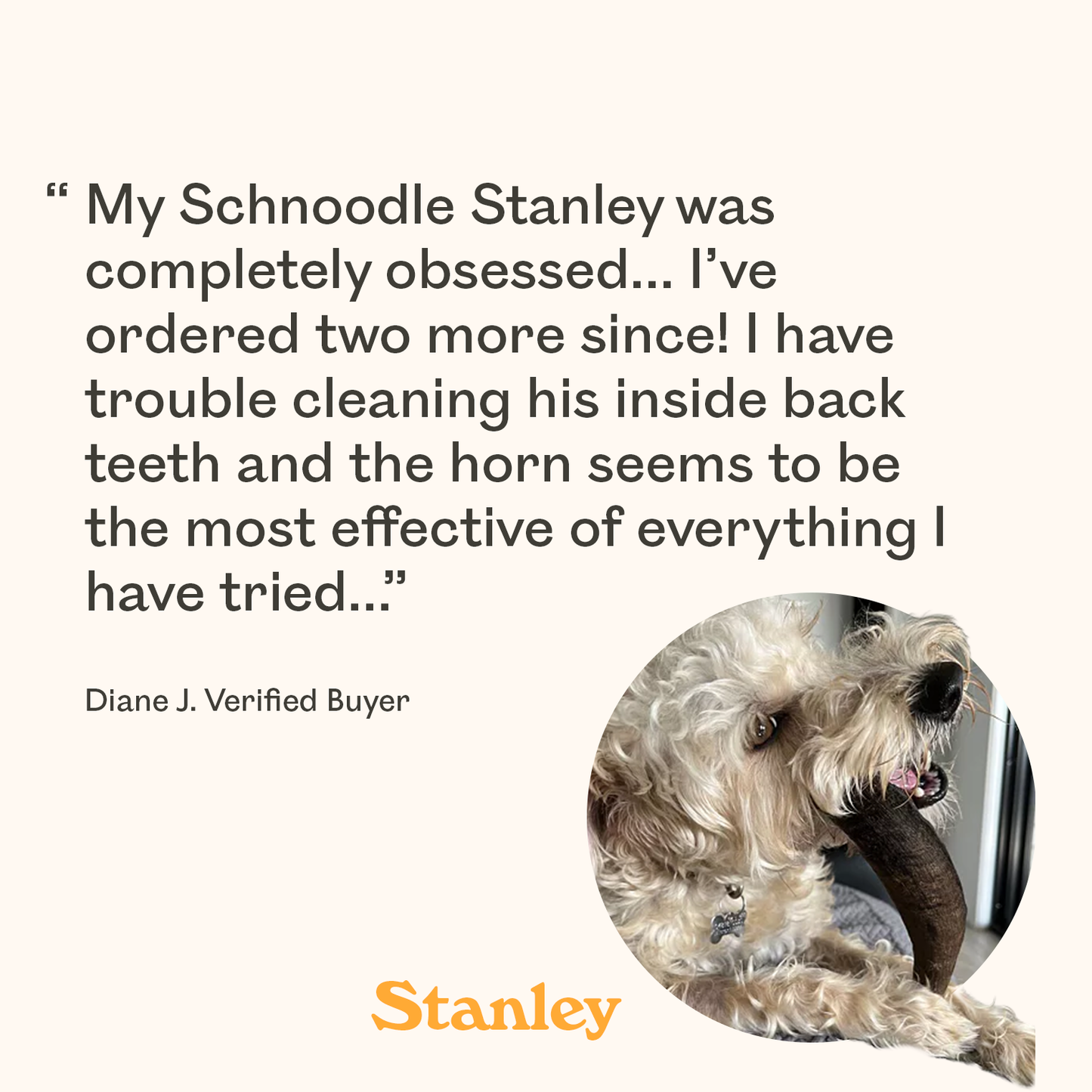 Cream Schnoodle named Stanley chewing an Eureka Groovy Goat Horn featured in verified buyer review praising it as the most effective natural dog dental chew for cleaning hard to reach back teeth
