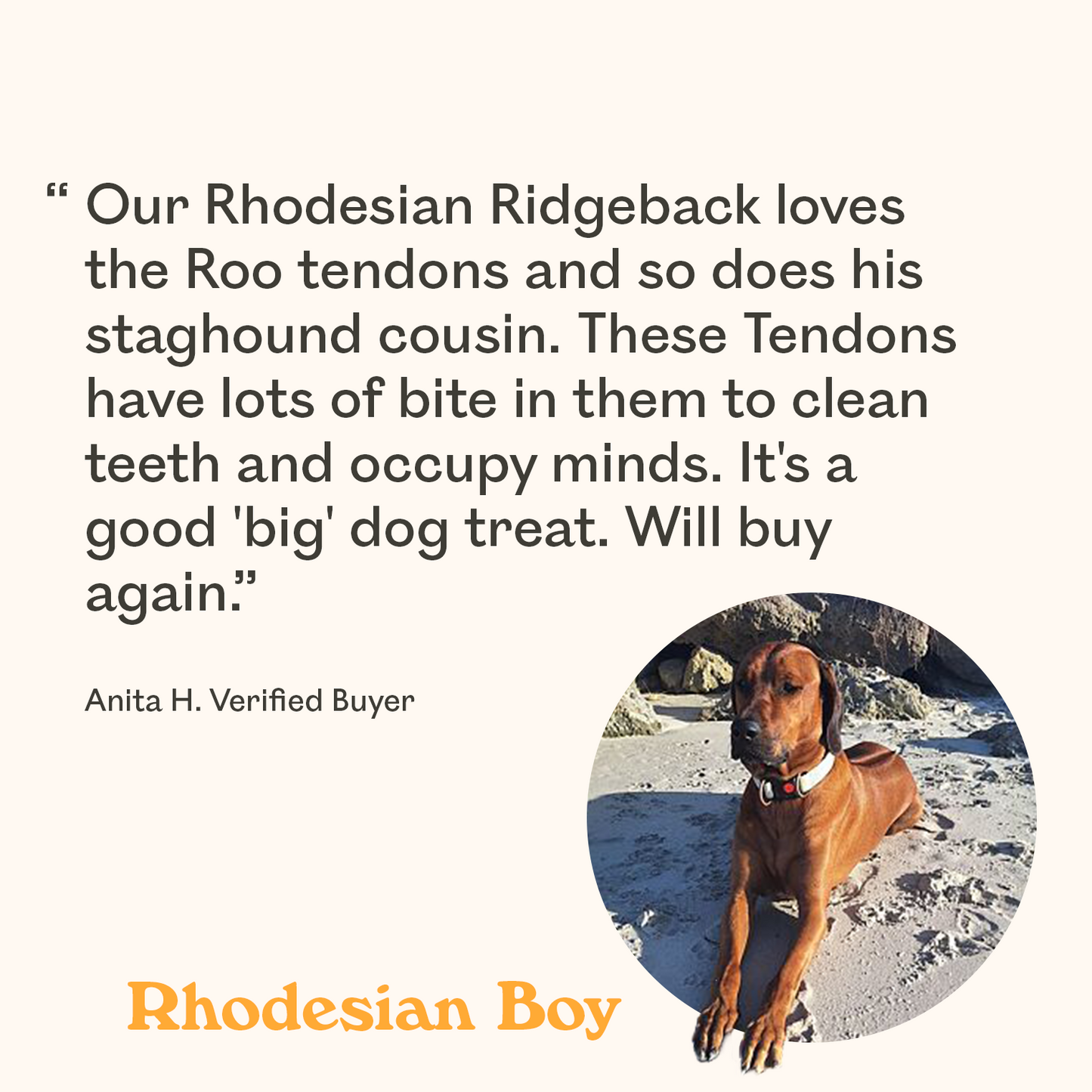 Tan Rhodesian Ridgeback at the beach featured in verified buyer review praising Eureka Rockin Roo Tendons as a natural kangaroo tendon chew that cleans teeth and occupies minds in large breed dogs