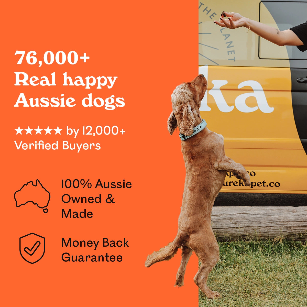 Golden Cocker Spaniel standing on hind legs reaching for an Eureka Pet Co. Cluckin Good Chew beside a branded Eureka Pet Co. van — 5-star rated by over 12,000 verified buyers, 100% Australian owned and made with a money back guarantee