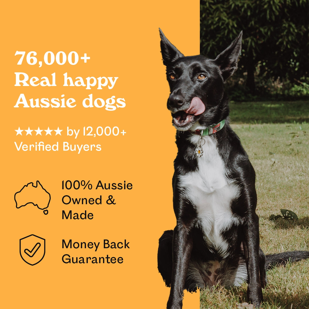 Black and white Kelpie cross licking lips in a sunny garden beside Eureka Pet Co. Cluckin Good Nuggets — 5-star rated by over 12,000 verified buyers, 100% Australian owned and made with a money back guarantee
