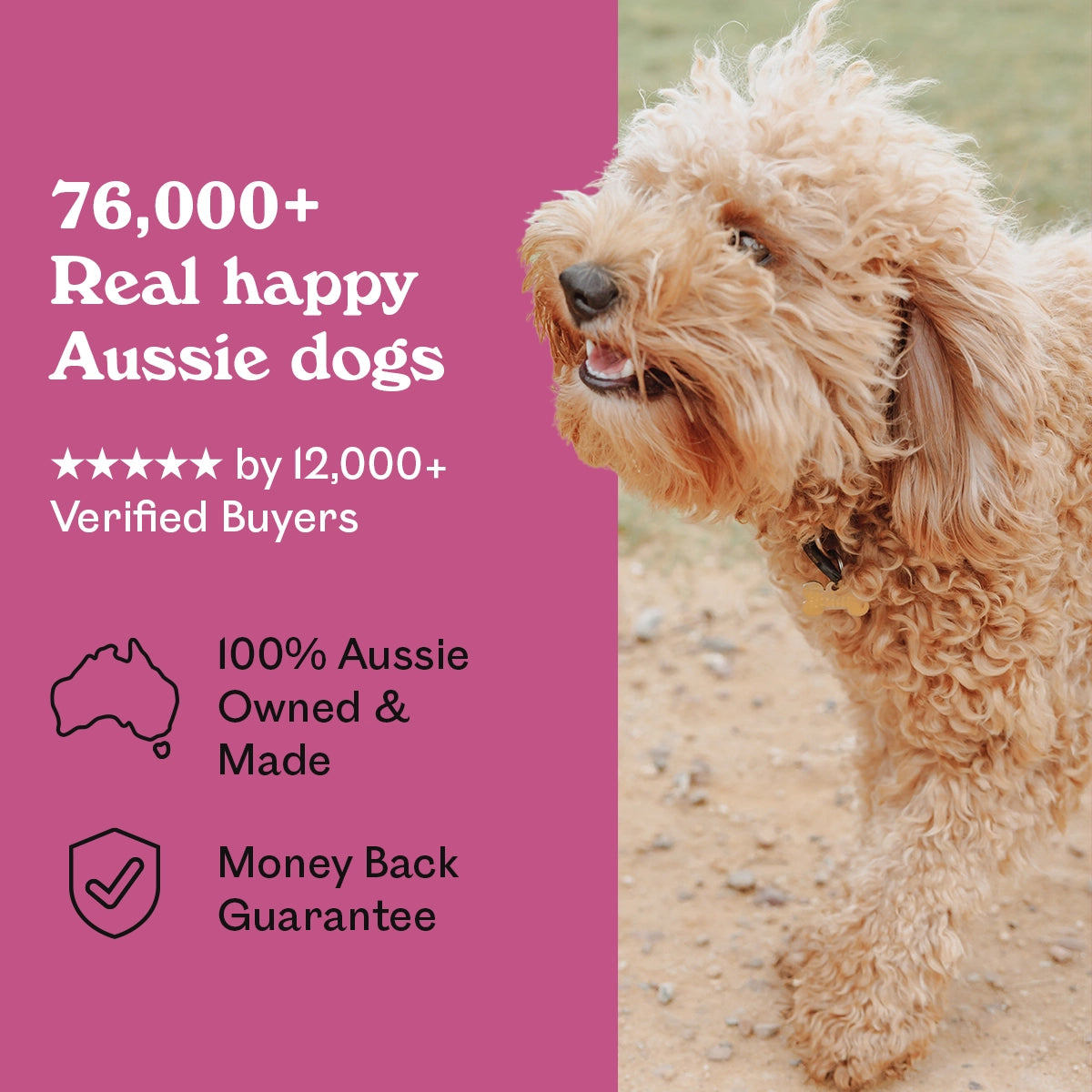 Fluffy golden Groodle walking on a dirt path at park to get a Eureka Pet Co. Rockin Roo Chews — 5-star rated by over 12,000 verified buyers, 100% Australian owned and made with a money back guarantee