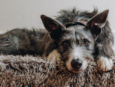 Relaxed grey terrier dog lying on a fluffy cushion.