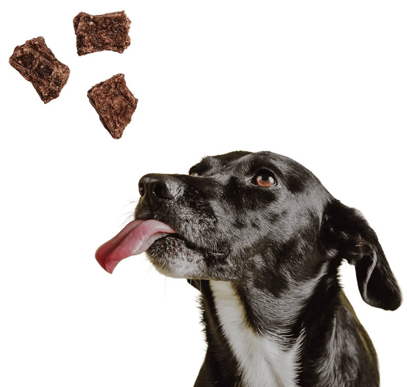 Dog with ingredients