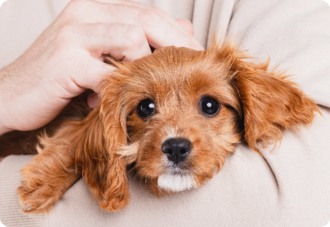 Person cuddling a cute brown puppy with big expressive eyes.