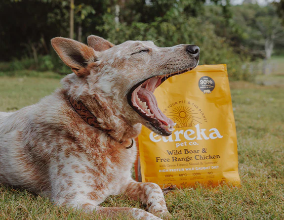 Dog yawning beside Eureka Wild Boar & Chicken food bag, for 'How To Keep Your Dog’s Teeth Healthy, Naturally'.
