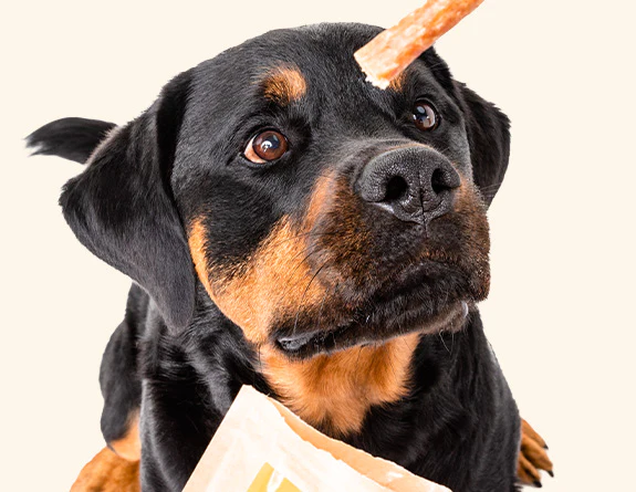 Rottweiler gazing at a treat, for 'Healthy Dog Treats 101: Moderation, Digestive Care & Why It Matters'.
