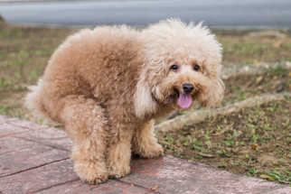 Decoding Your Dog’s Poop – What Does Healthy Look Like?