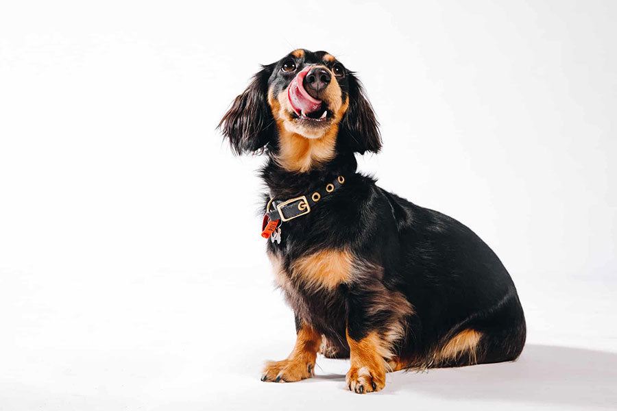 A happy black and tan Dachshund with a collar, sitting and looking up, tongue out.