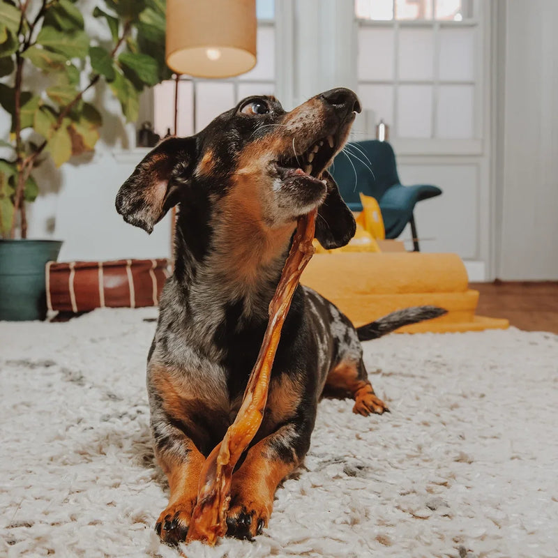 Are Bully Sticks Good for Dogs?
