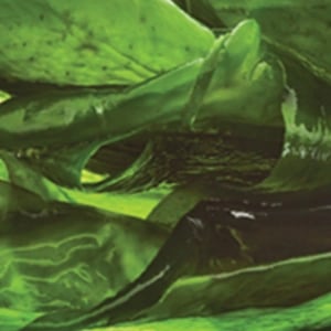 Organic Kelp