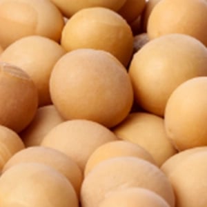 Lecithin