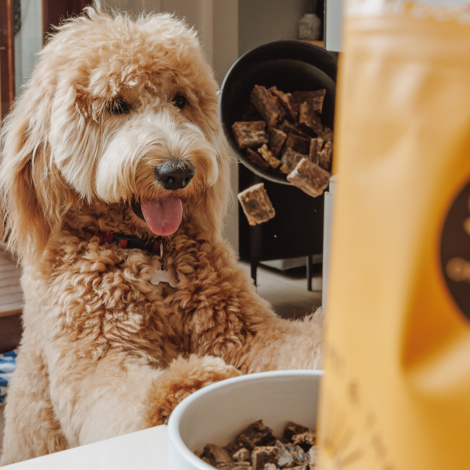 Golden doodle dog excitedly waiting for some Eureka air-dried dog food in a bowl.