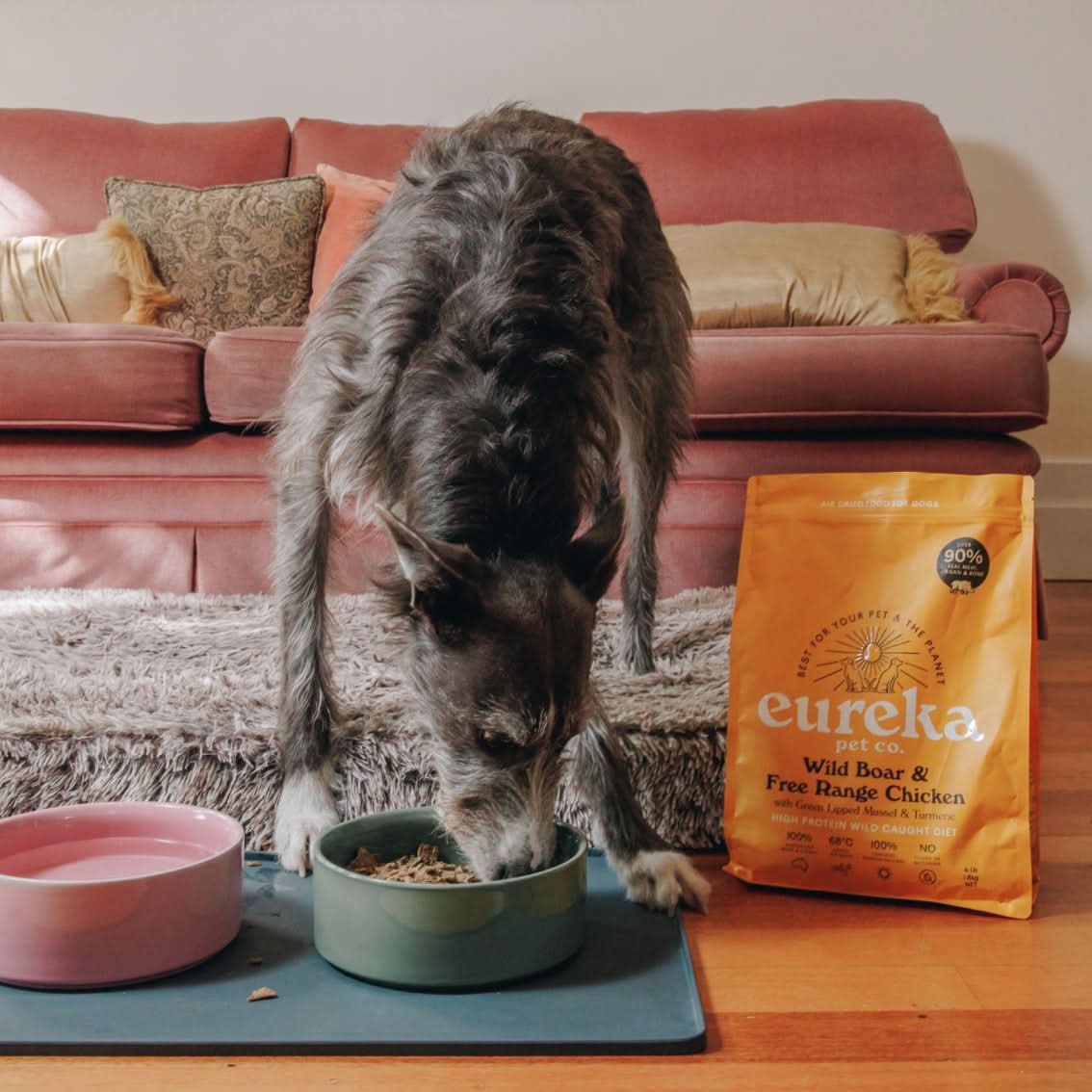 A dog eating Eureka air-dried dog food in living room.