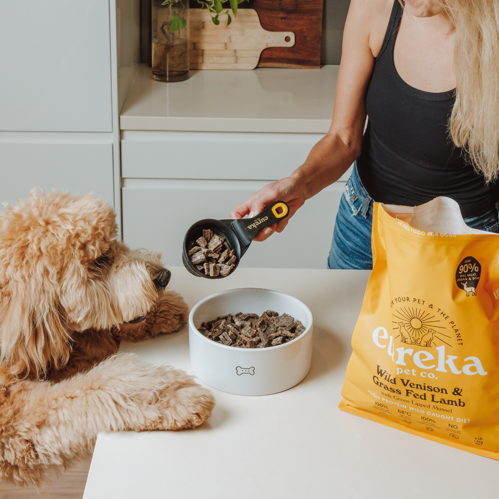 Golden doodle dog being fed Eureka dog food.