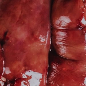Wild Kangaroo Organs & Bone