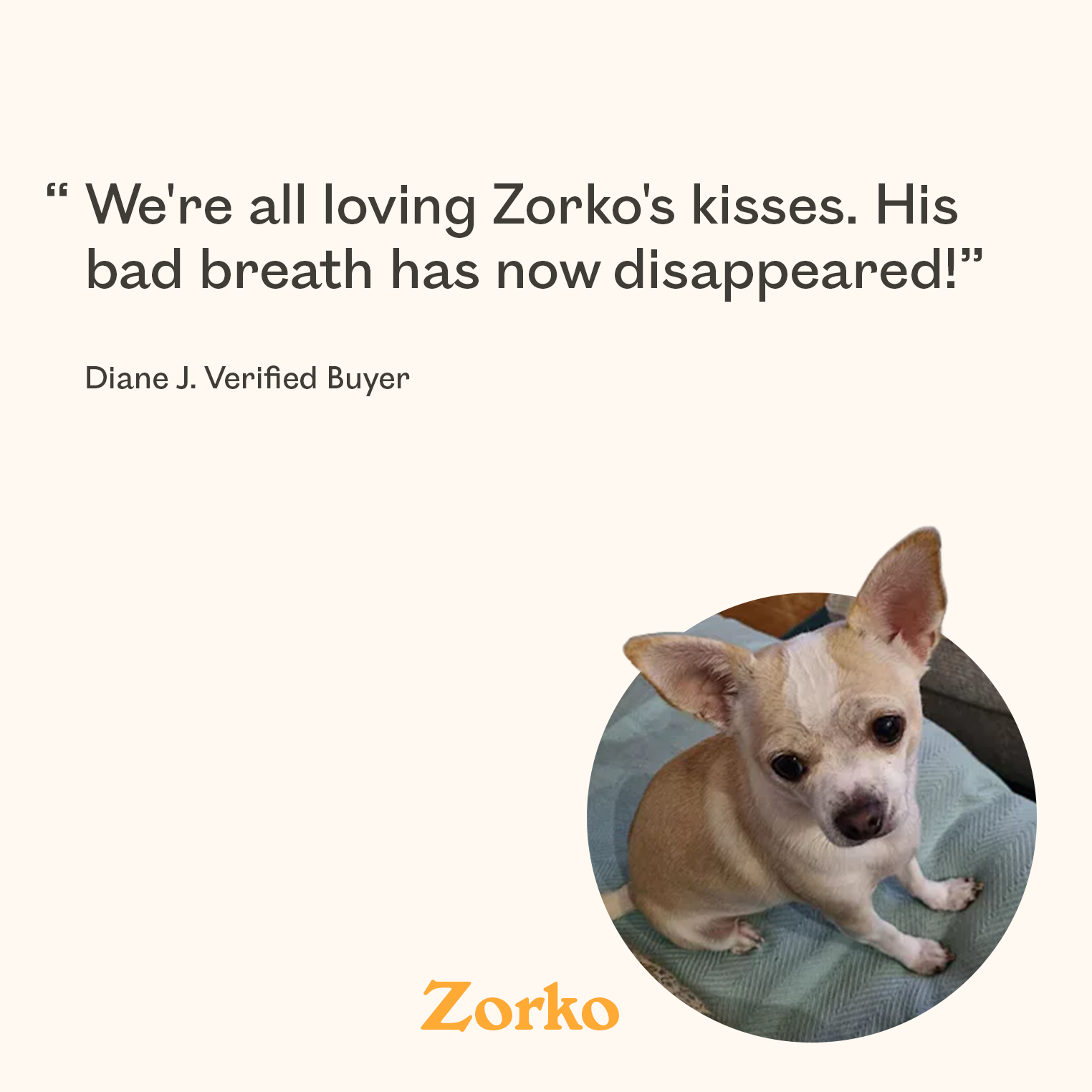 Cream and white Chihuahua named Zorko featured in verified buyer review praising Eureka breath freshener treats for completely eliminating dog bad breath in a small breed dog