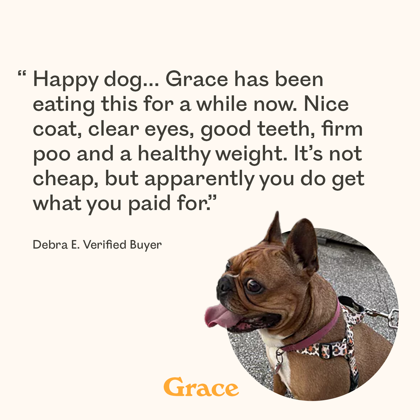 Brown French Bulldog named Grace with a shiny coat, featured in a 5-star verified review praising improved coat, clear eyes, healthy weight, and firm digestion