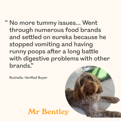 Brown and white Labradoodle named Mr Bentley featured in verified buyer review praising Eureka for resolving chronic vomiting and digestive issues after trying numerous dog food brands