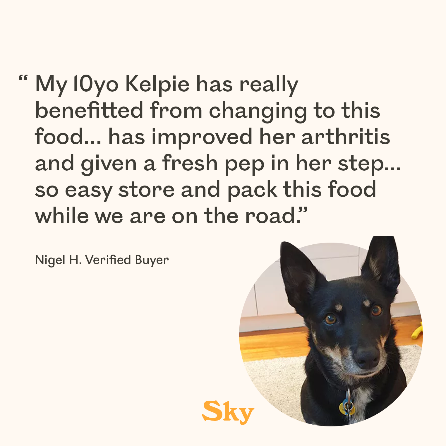 Black Kelpie named Sky featured in verified buyer review praising Eureka dog food for improving arthritis in a 10-year-old Kelpie and boosting energy, with notes on easy storage for travel