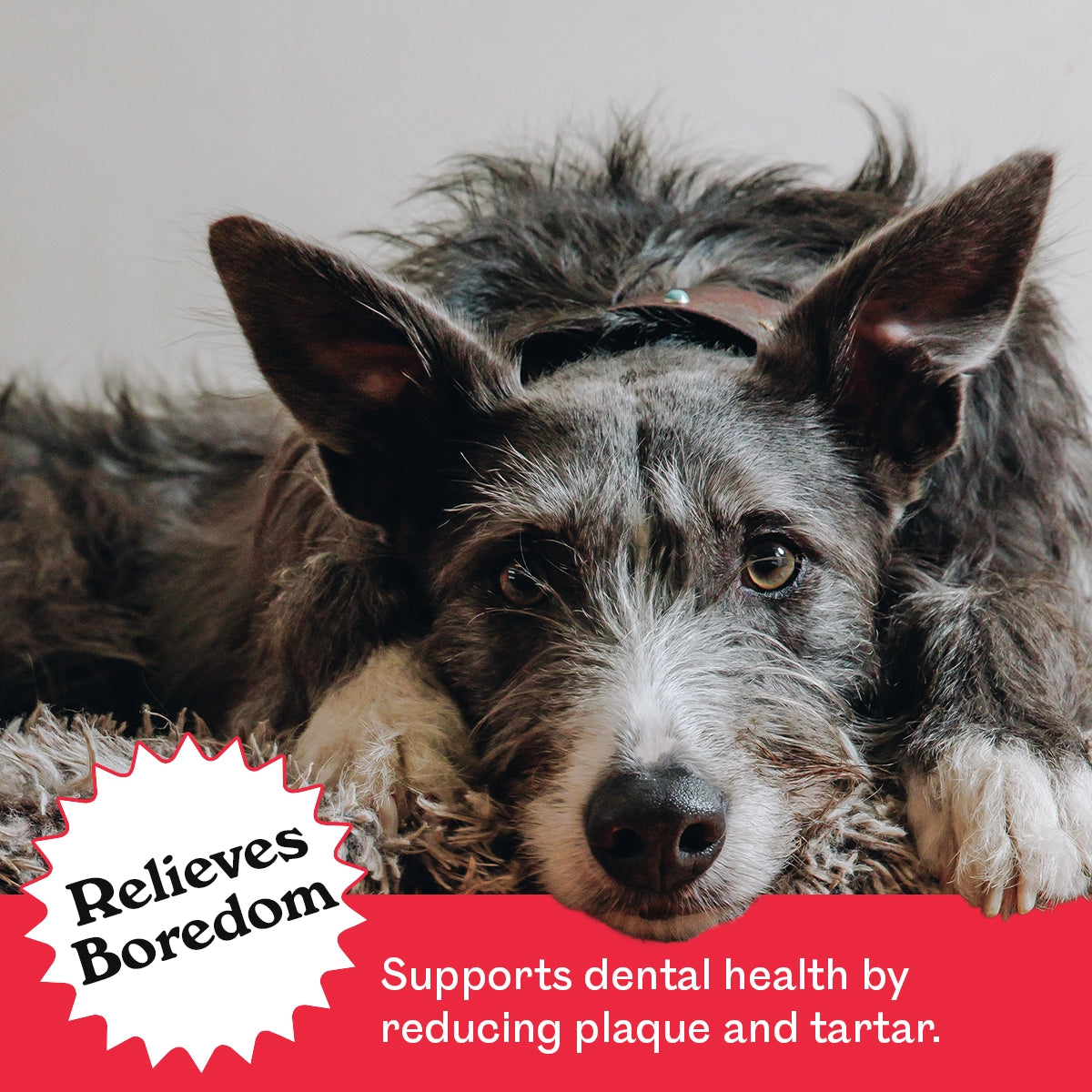 Scruffy grey Irish Wolfhound mix resting on a rug beside Eureka Pet Co. Beef Bully Chompers — relieves boredom and supports dental health by reducing plaque and tartar