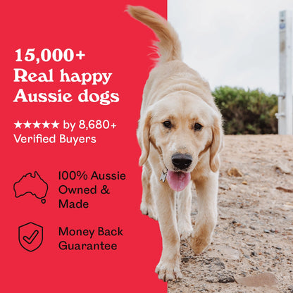 Golden Labrador puppy walking on a sandy beach beside Eureka Pet Co. Beef Bully Chompers — 5-star rated by over 8,680 verified buyers, 100% Australian owned and made with a money back guarantee