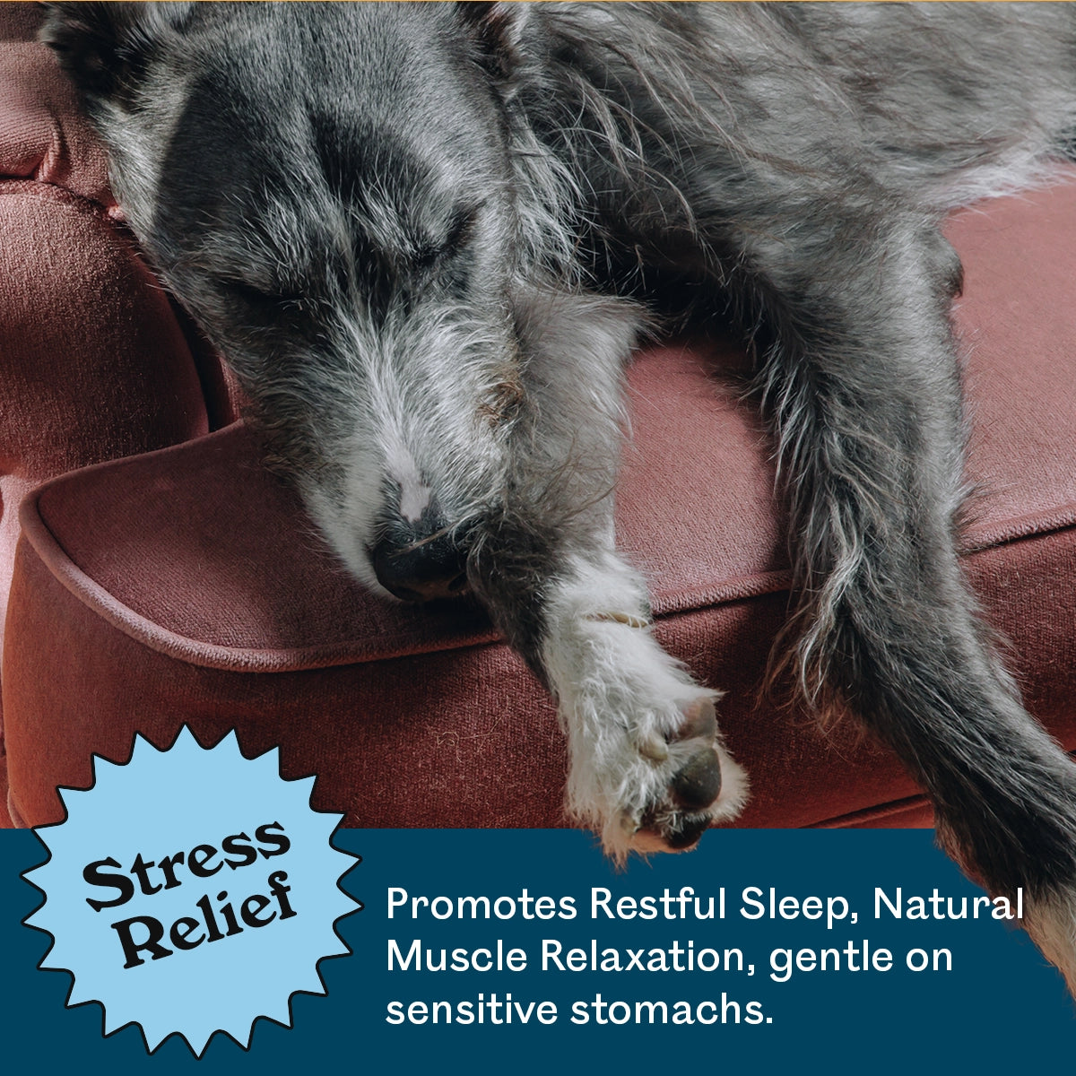 Scruffy grey Irish Wolfhound mix sleeping deeply on a terracotta couch after Eureka Pet Co. Calming and Restore Functional Treat — stress relief, promotes restful sleep, natural muscle relaxation, gentle on sensitive stomachs