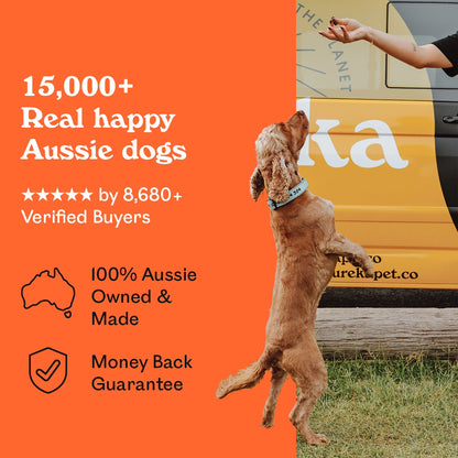 Golden Cocker Spaniel standing on hind legs reaching for an Eureka Pet Co. Cluckin Good Chew beside a branded Eureka Pet Co. van — 5-star rated by over 8,680 verified buyers, 100% Australian owned and made with a money back guarantee