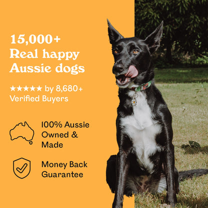 Black and white Kelpie cross licking lips in a sunny garden beside Eureka Pet Co. Cluckin Good Nuggets — 5-star rated by over 8,680 verified buyers, 100% Australian owned and made with a money back guarantee