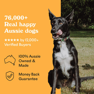 Black and white Kelpie cross licking lips in a sunny garden beside Eureka Pet Co. Cluckin Good Nuggets — 5-star rated by over 12,000 verified buyers, 100% Australian owned and made with a money back guarantee