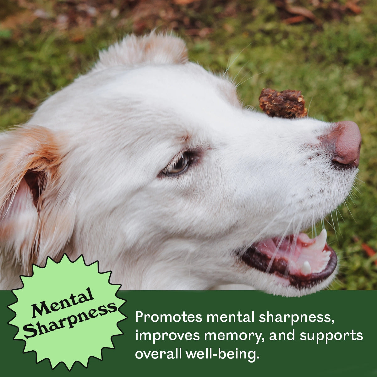 White Border Collie mix balancing an Eureka Pet Co. Cognitive and Vitality Functional Treat on its nose outdoors — promotes mental sharpness, improves memory and supports overall wellbeing