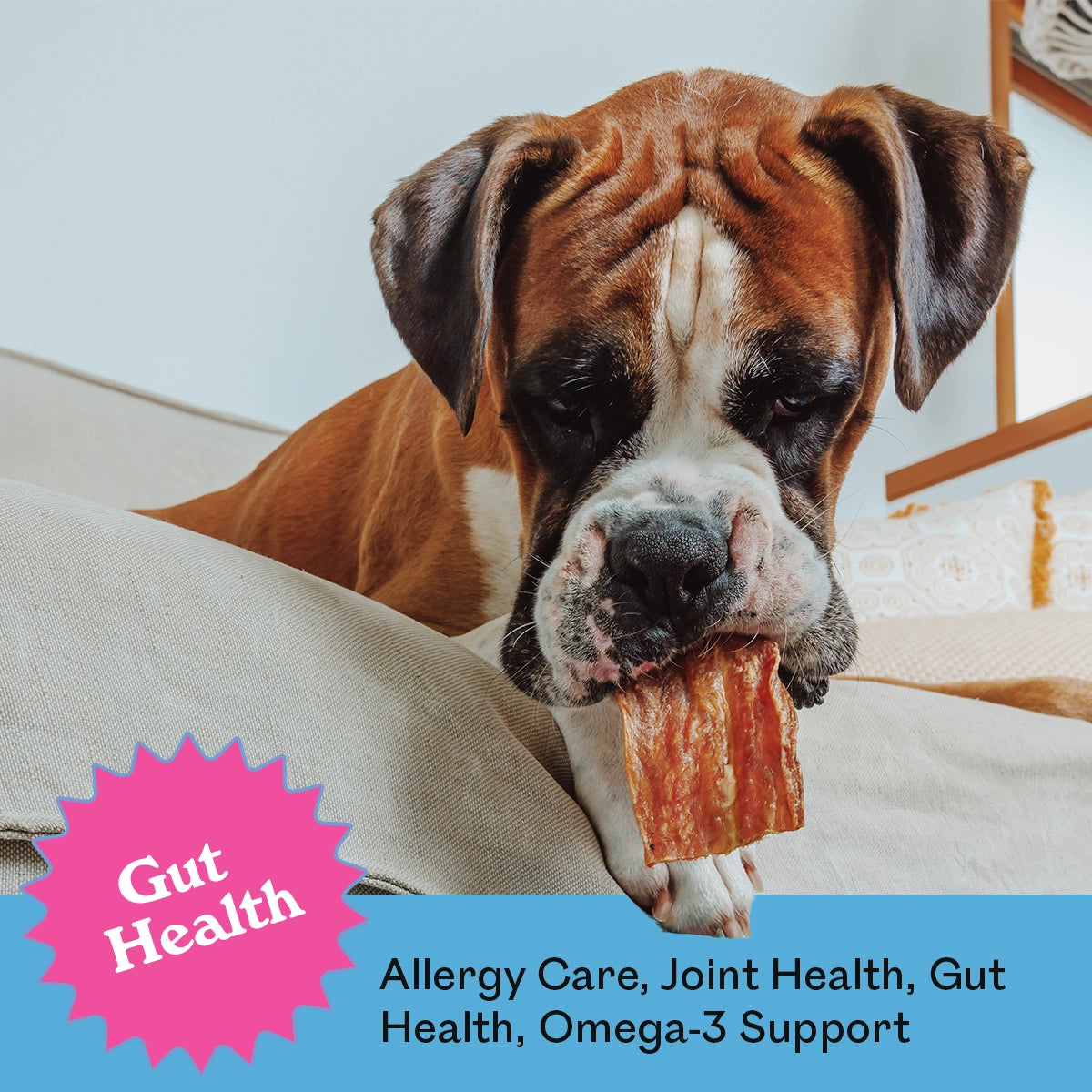 Boxer dog lying on a couch chewing an Eureka Pet Co. Fillet O Fish treat — gut health, allergy care, joint health and omega-3 support
