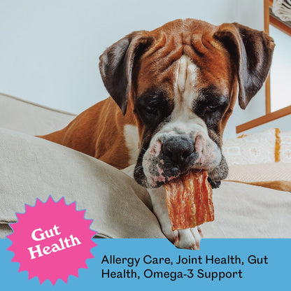 Boxer dog lying on a couch chewing an Eureka Pet Co. Fillet O Fish treat — gut health, allergy care, joint health and omega-3 support