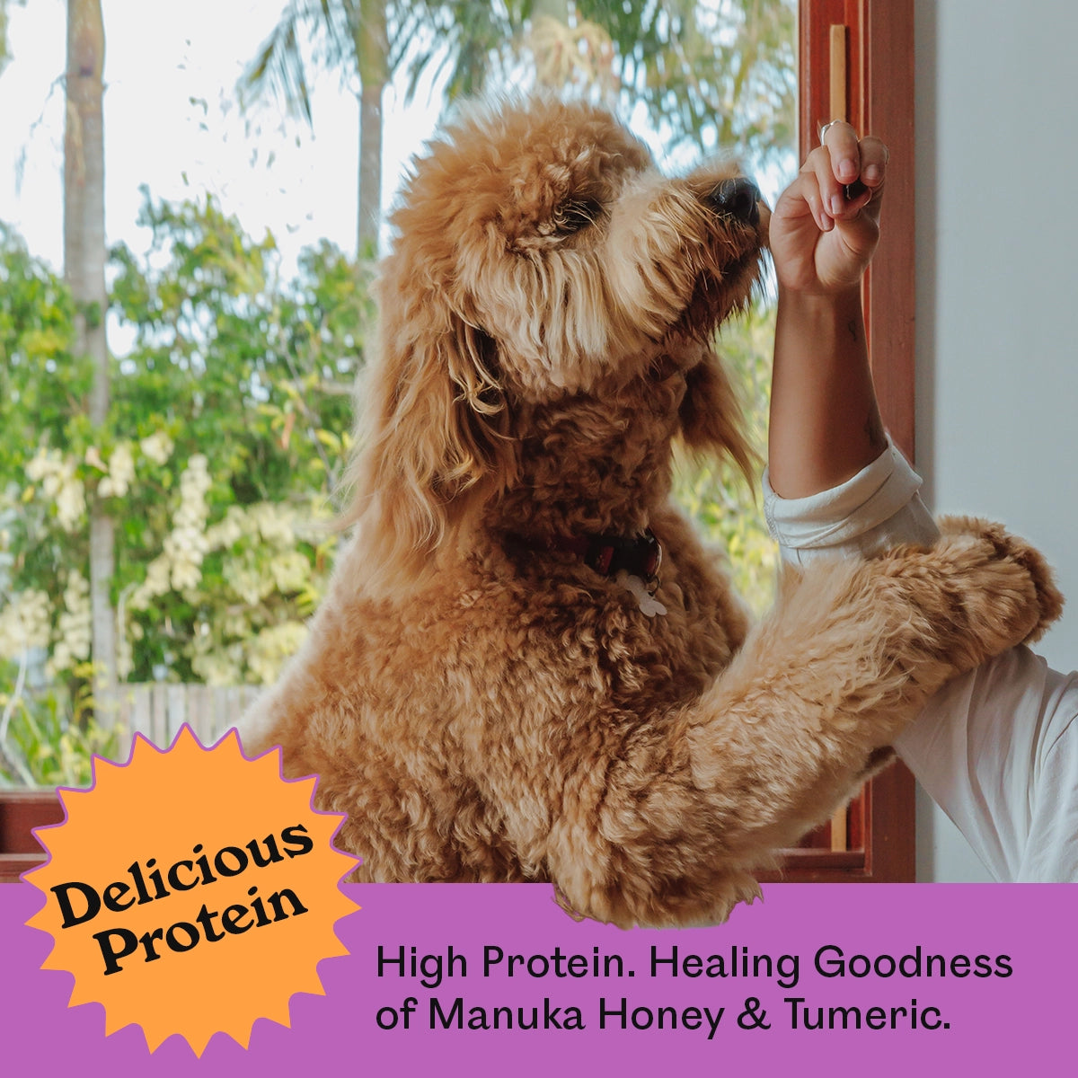 Golden Toy Poodle jumping up eagerly for an Eureka Pet Co. Honey Infused Chicky Chew — high protein with healing goodness of manuka honey and turmeric