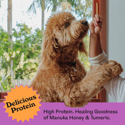 Golden Toy Poodle jumping up eagerly for an Eureka Pet Co. Honey Infused Chicky Chew — high protein with healing goodness of manuka honey and turmeric