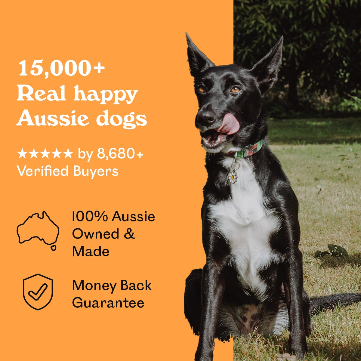 Black and white Kelpie cross licking lips in a sunny garden beside Eureka Pet Co. Honey Infused Chicky Chews — 5-star rated by over 8,680 verified buyers, 100% Australian owned and made with a money back guarantee
