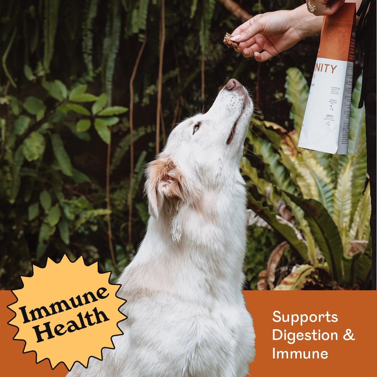 White Border Collie mix sitting attentively in a lush garden reaching up for an Eureka Pet Co. Immunity and Digestion Functional Treat — supports digestion and immune health