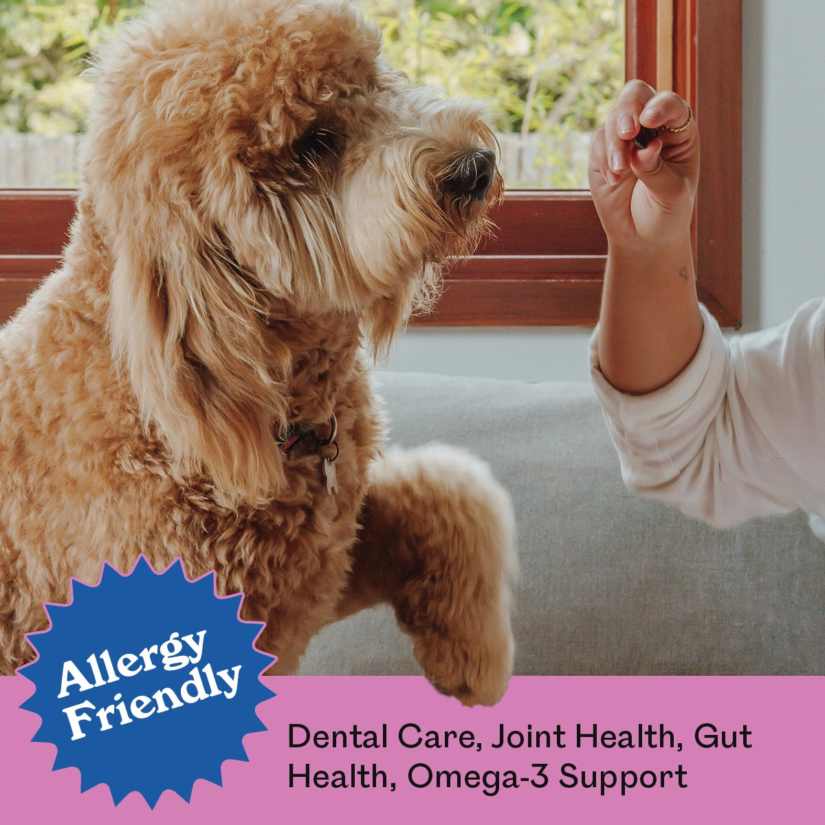Golden Toy Poodle jumping up eagerly for an Eureka Pet Co. Mini Roo Burger treat held indoors — allergy friendly, dental care, joint health, gut health and omega-3 support