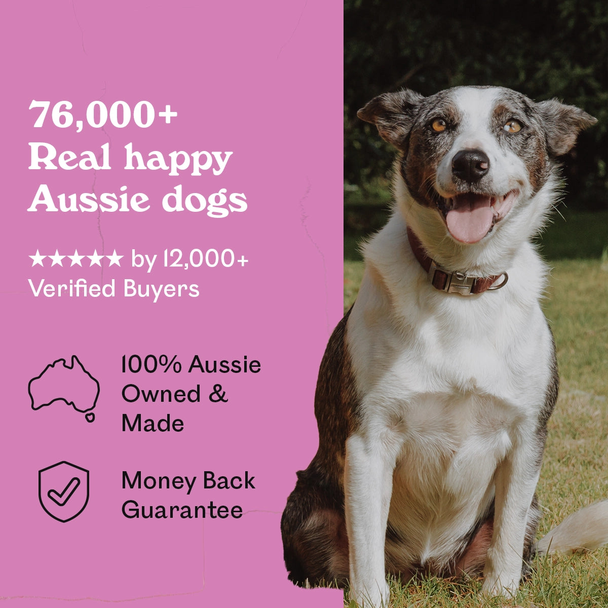 Happy tri-colour Australian Shepherd mix sitting in a sunny garden beside Eureka Pet Co. Mini Roo Burgers — 5-star rated by over 12,000 verified buyers, 100% Australian owned and made with a money back guarantee