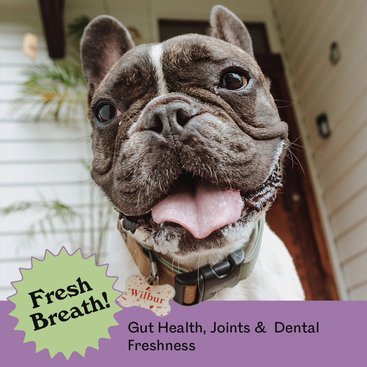 Close-up of a happy brindle French Bulldog named Wilbur with tongue out after eating Eureka Pet Co. Minty Roo Remedy Chews — fresh breath, gut health, joint support and dental freshness