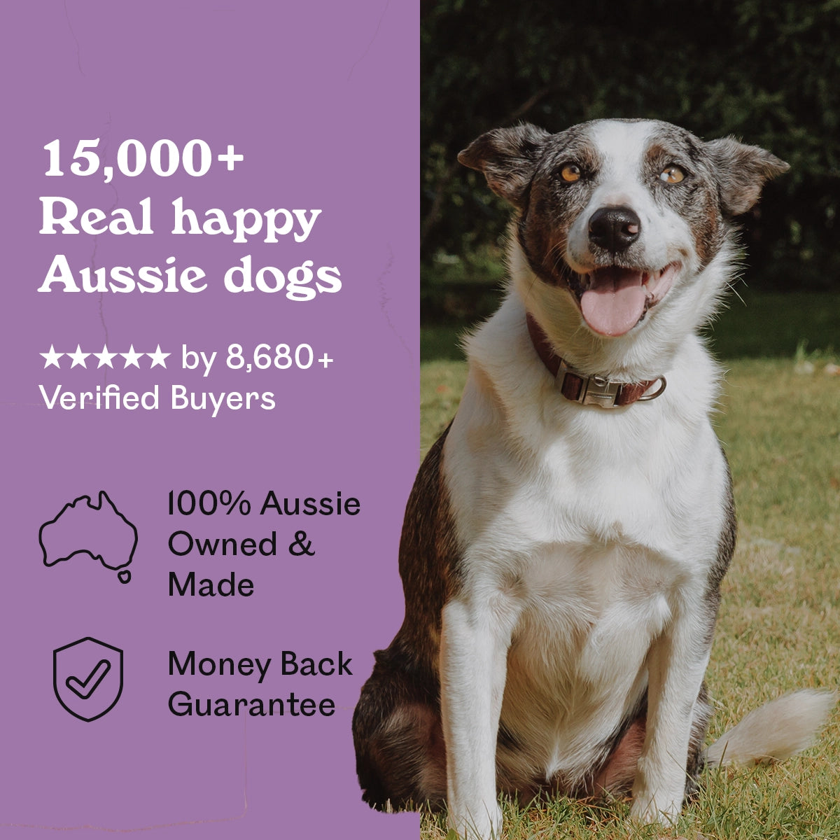 Smiling tri-colour Border Collie sitting in a sunny garden beside Eureka Pet Co. Minty Roo Remedy Chews — 5-star rated by over 8,680 verified buyers, 100% Australian owned and made with a money back guarantee