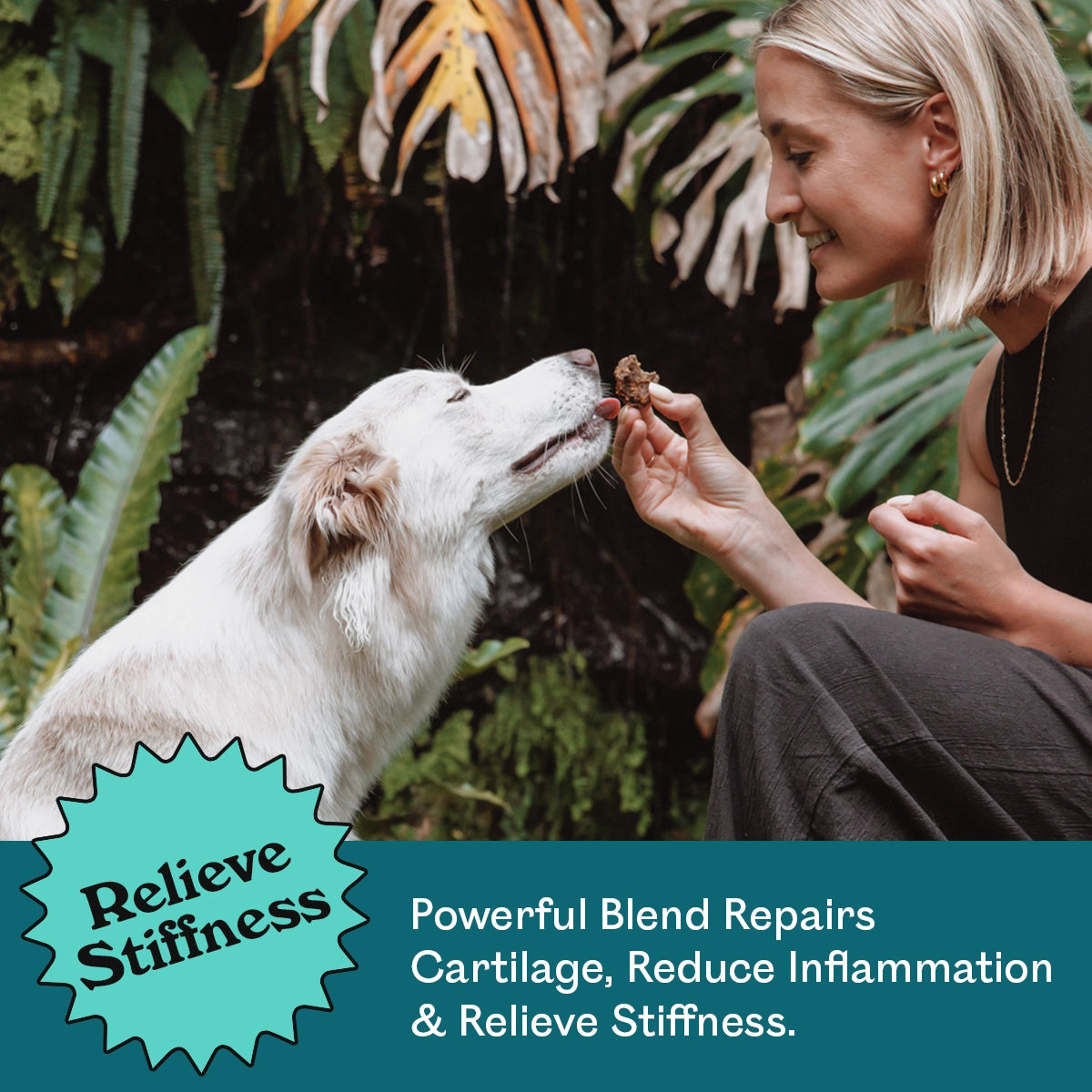 Woman hand-feeding an Eureka Pet Co. Mobility and Joint Support Functional Treat to a white senior Border Collie mix in a lush tropical garden — repairs cartilage, reduces inflammation and relieves stiffness