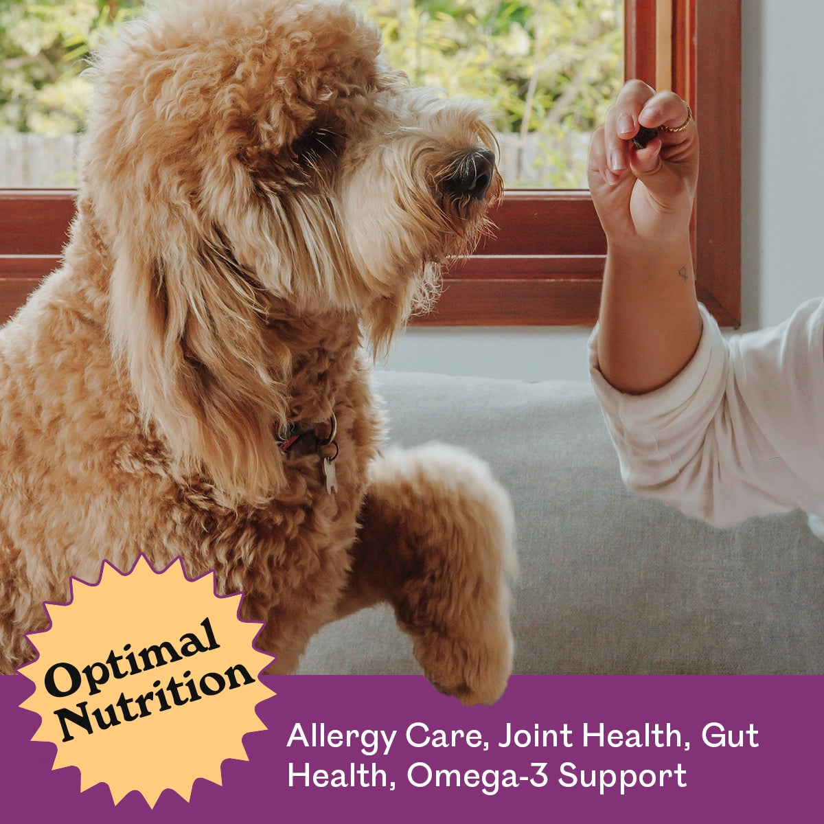 Golden Toy Poodle jumping up eagerly for an Eureka Pet Co. Rockin Roo Trail Mix treat held indoors — optimal nutrition, allergy care, joint health, gut health and omega-3 support