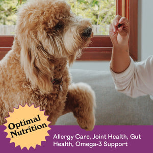 Golden Toy Poodle jumping up eagerly for an Eureka Pet Co. Rockin Roo Trail Mix treat held indoors — optimal nutrition, allergy care, joint health, gut health and omega-3 support