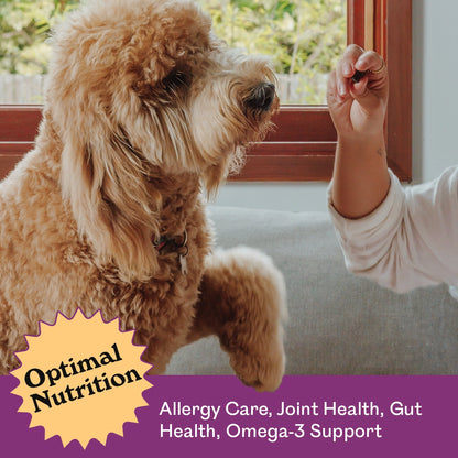 Golden Toy Poodle jumping up eagerly for an Eureka Pet Co. Rockin Roo Trail Mix treat held indoors — optimal nutrition, allergy care, joint health, gut health and omega-3 support