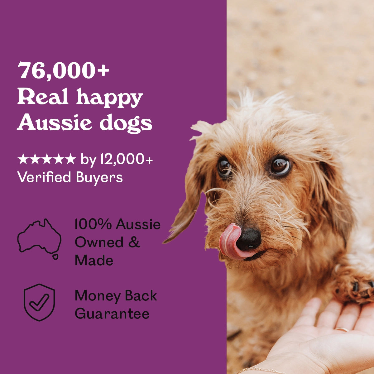 Scruffy tan Miniature Dachshund puppy licking lips while being hand-fed Eureka Pet Co. Rockin Roo Trail Mix outdoors — 5-star rated by over 8,680 verified buyers, 100% Australian owned and made with a money back guarantee
