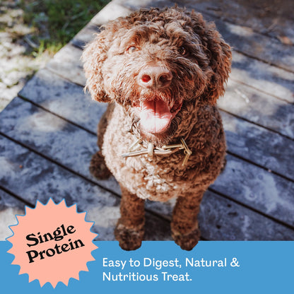 Happy chocolate Labradoodle sitting on a sunny deck beside Eureka Pet Co. Sardine Sizzlers — single protein, easy to digest, natural and nutritious dog treat