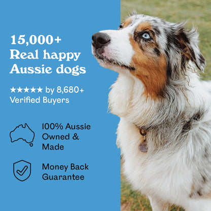 Blue merle Australian Shepherd named Murphy gazing alertly outdoors beside Eureka Pet Co. Sardine Sizzlers — 5-star rated by over 8,680 verified buyers, 100% Australian owned and made with a money back guarantee
